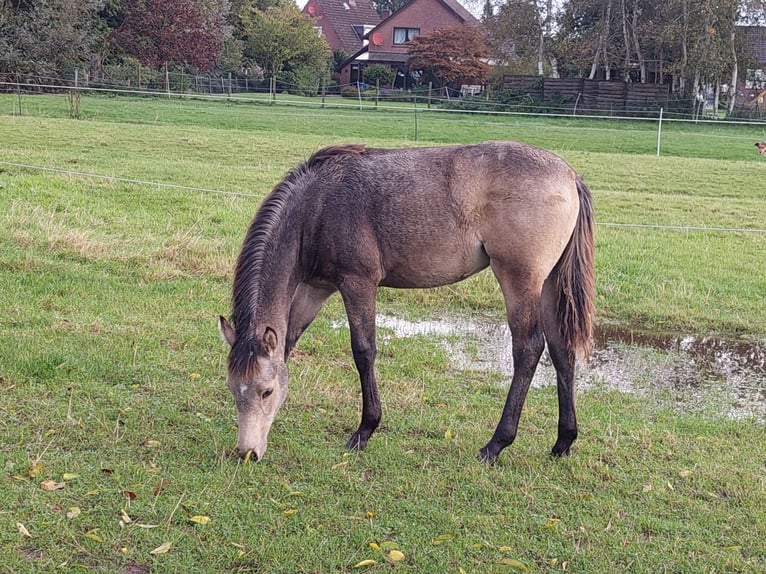 Poni alemán Yegua 1 año Buckskin/Bayo in LangenGeestland