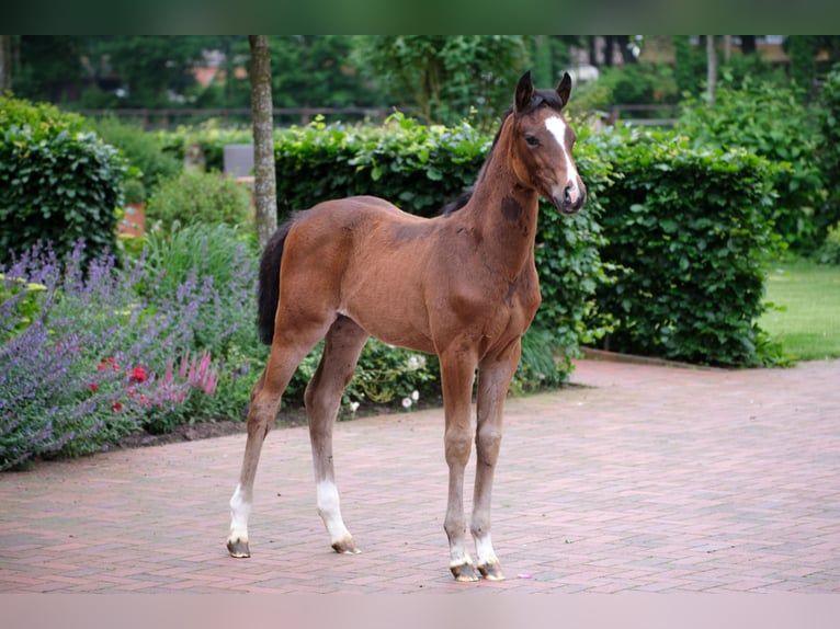 Poni alemán Yegua 1 año in Löningen