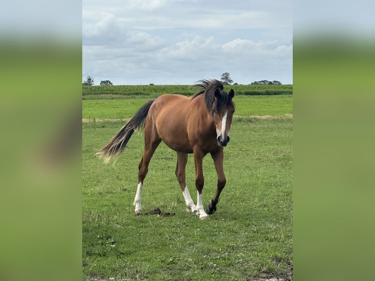 Poni alemán Yegua 1 año Castaño in Saterland