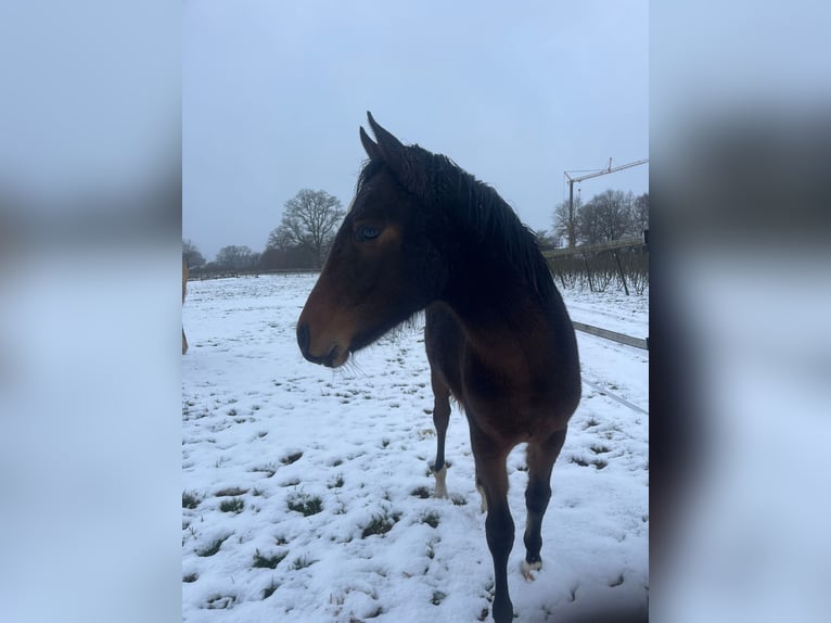 Poni alemán Yegua 1 año Castaño in Vechta