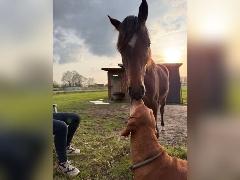 Poni alemán Yegua 1 año Castaño in Vechta