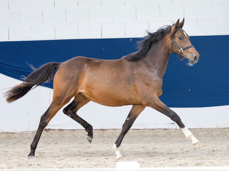 Poni alemán Yegua 1 año Castaño in Marsberg