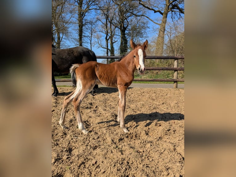 Poni alemán Yegua 1 año Castaño in Vreden
