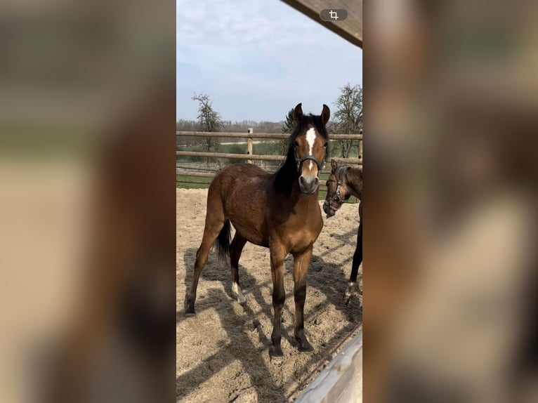 Poni alemán Yegua 1 año Castaño in Soest