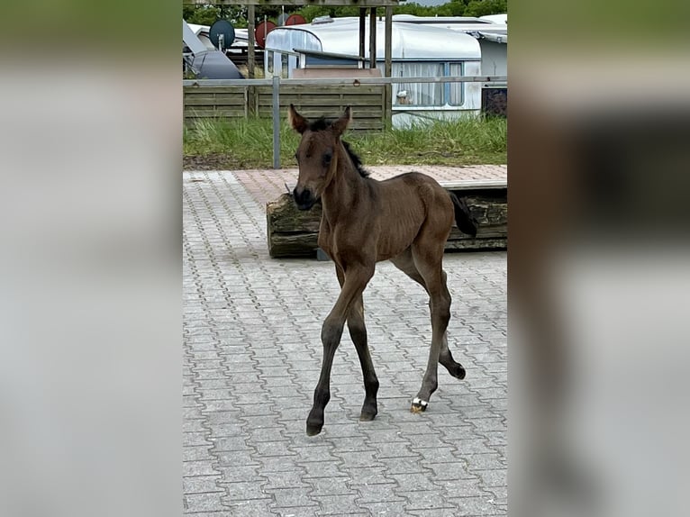 Poni alemán Yegua 1 año Castaño oscuro in Norderney