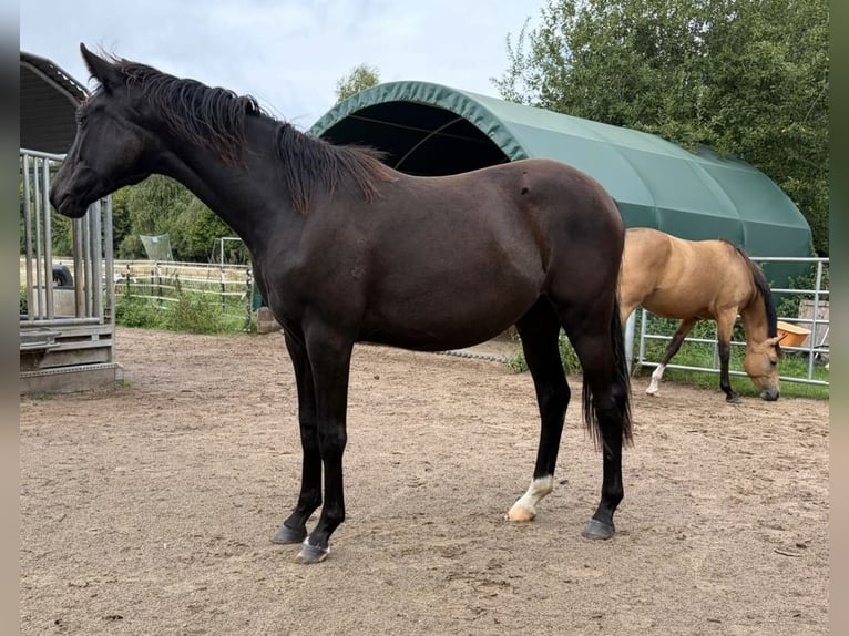 Poni alemán Yegua 1 año Morcillo in Bienenbüttel