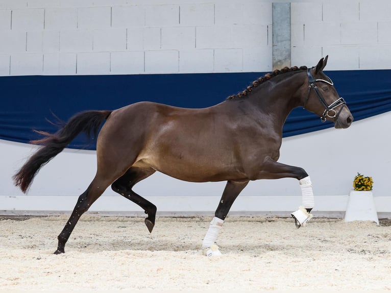 Poni alemán Yegua 1 año Morcillo in Bienenbüttel