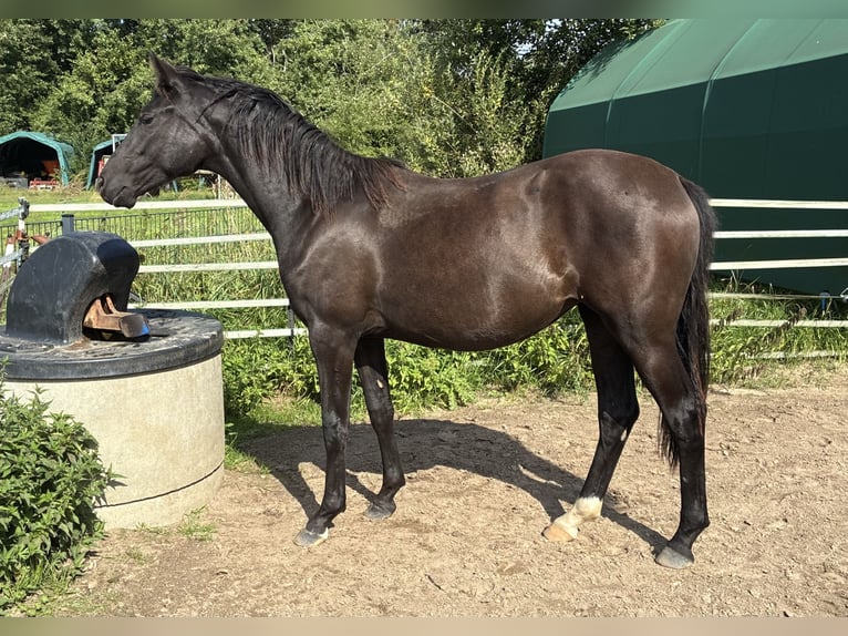 Poni alemán Yegua 1 año Morcillo in Bienenbüttel