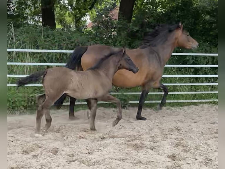 Poni alemán Yegua 1 año Morcillo in Bienenbüttel