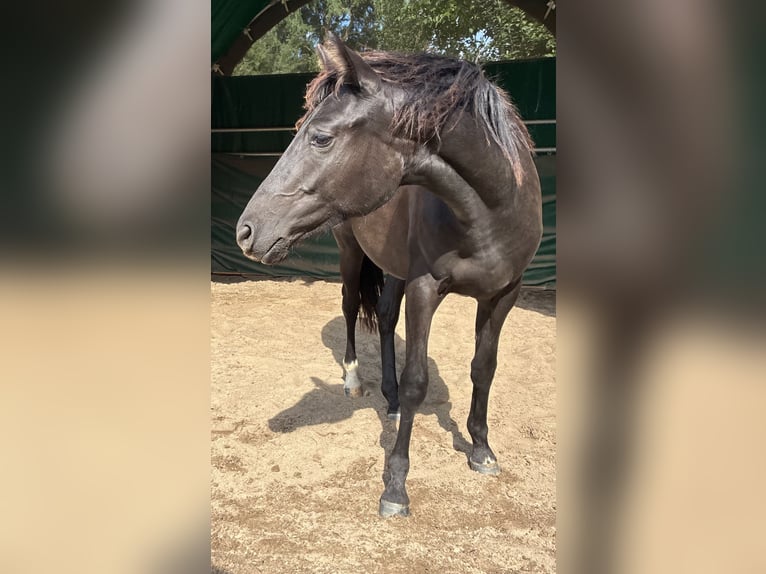 Poni alemán Yegua 1 año Morcillo in Bienenbüttel