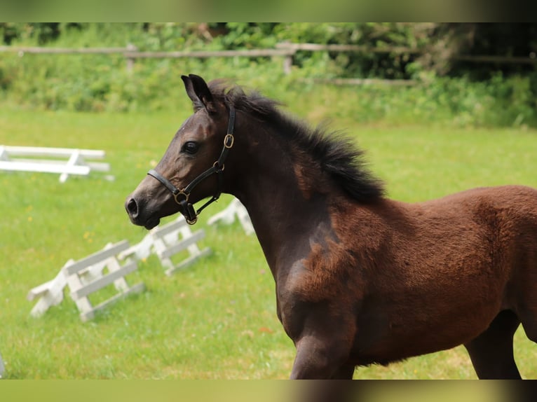 Poni alemán Yegua 1 año Musgo marrón in Frankenberg (Eder)
