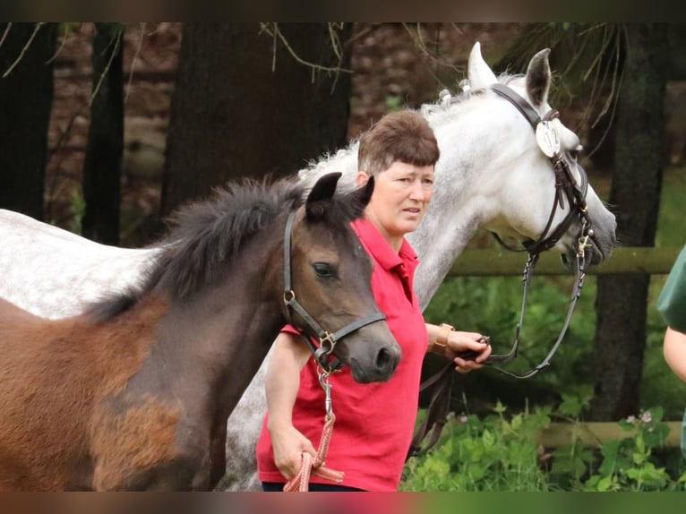 Poni alemán Yegua 1 año Musgo marrón in Frankenberg (Eder)