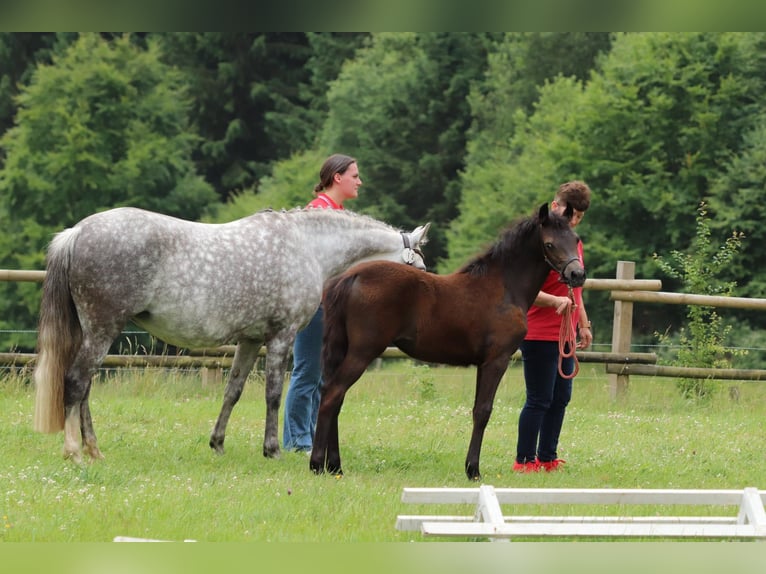 Poni alemán Yegua 1 año Musgo marrón in Frankenberg (Eder)