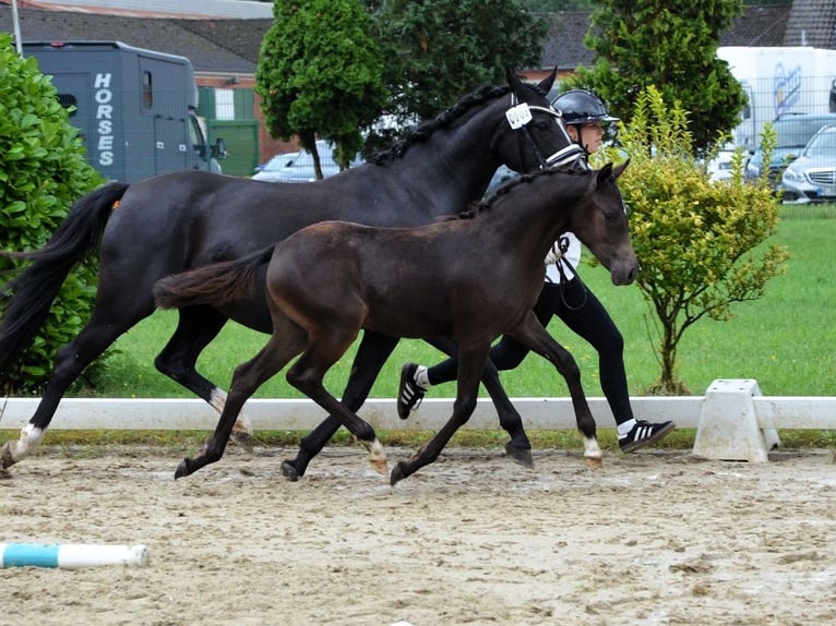 Poni alemán Yegua 1 año Negro in Hankensbüttel