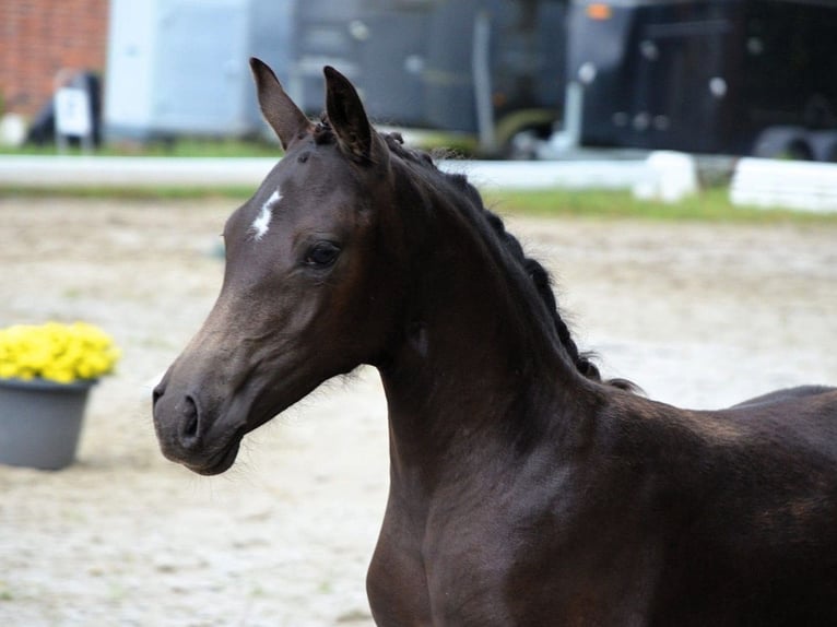 Poni alemán Yegua 1 año Negro in Hankensbüttel