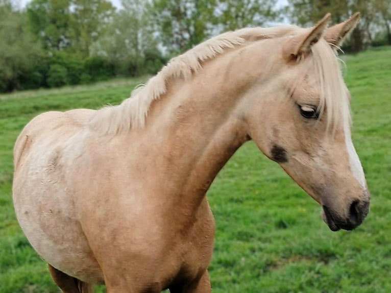 Poni alemán Yegua 1 año Palomino in Friesack