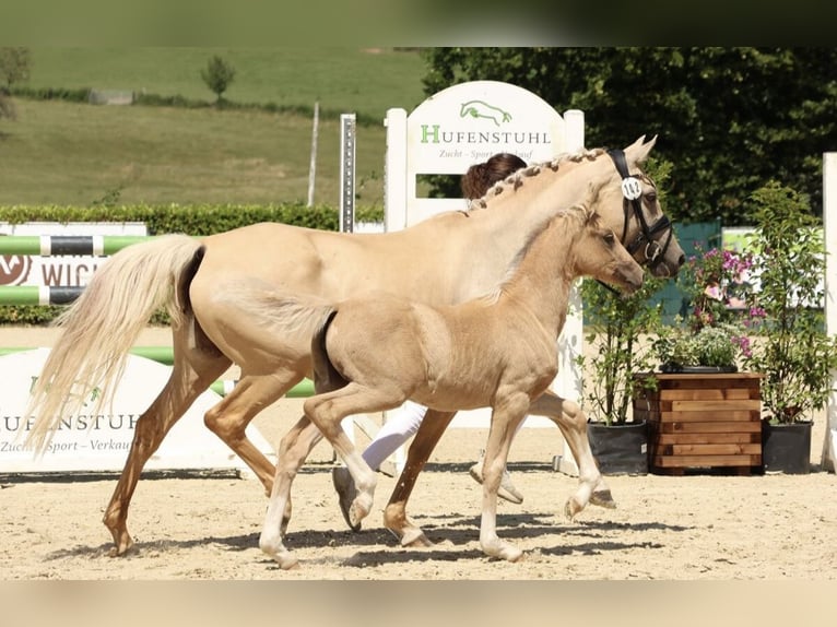 Poni alemán Yegua 1 año Palomino in OverathOverath