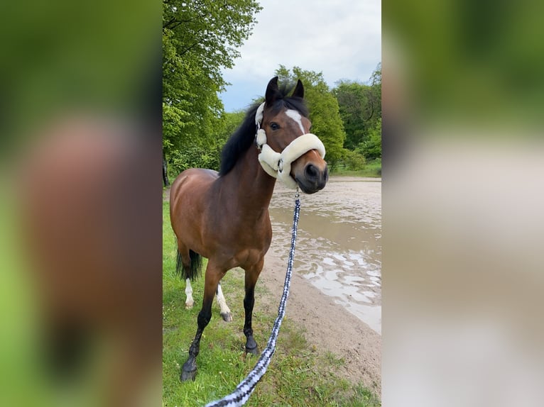 Poni alemán Yegua 20 años 144 cm Castaño in Teisnach