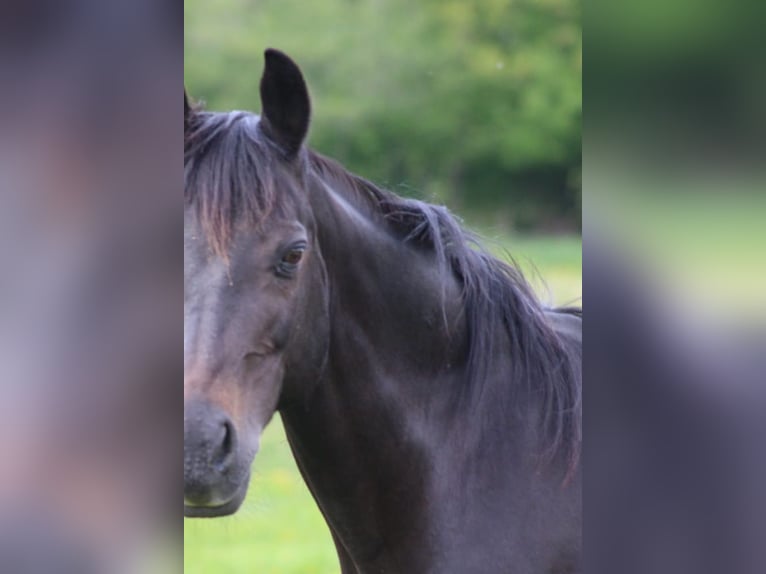 Poni alemán Yegua 20 años 145 cm Castaño oscuro in Ritterhude