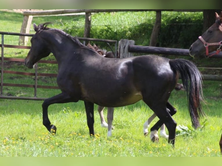 Poni alemán Yegua 20 años 145 cm Castaño oscuro in Ritterhude