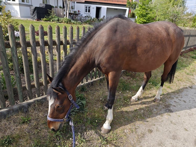 Poni alemán Yegua 21 años 141 cm Castaño in LangerringenLangerringen