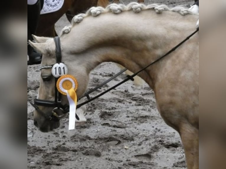 Poni alemán Yegua 21 años 143 cm Palomino in MarlMarl