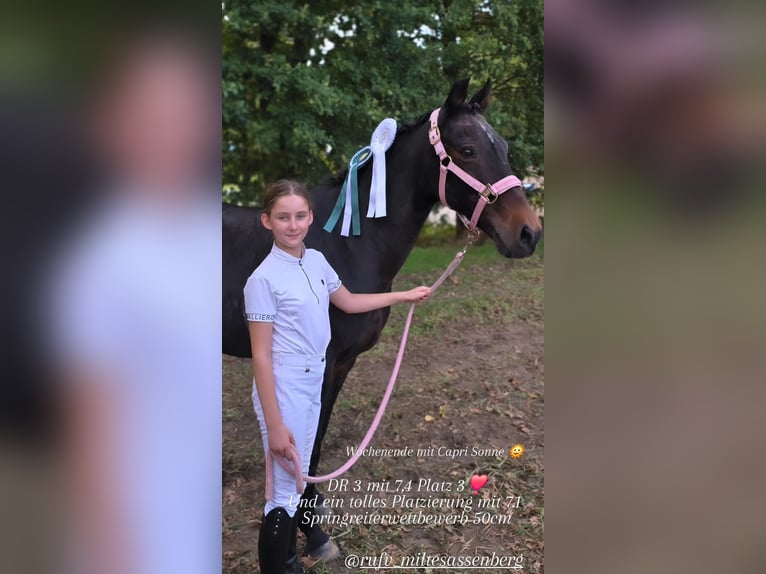 Poni alemán Yegua 22 años 146 cm Castaño oscuro in Warendorf