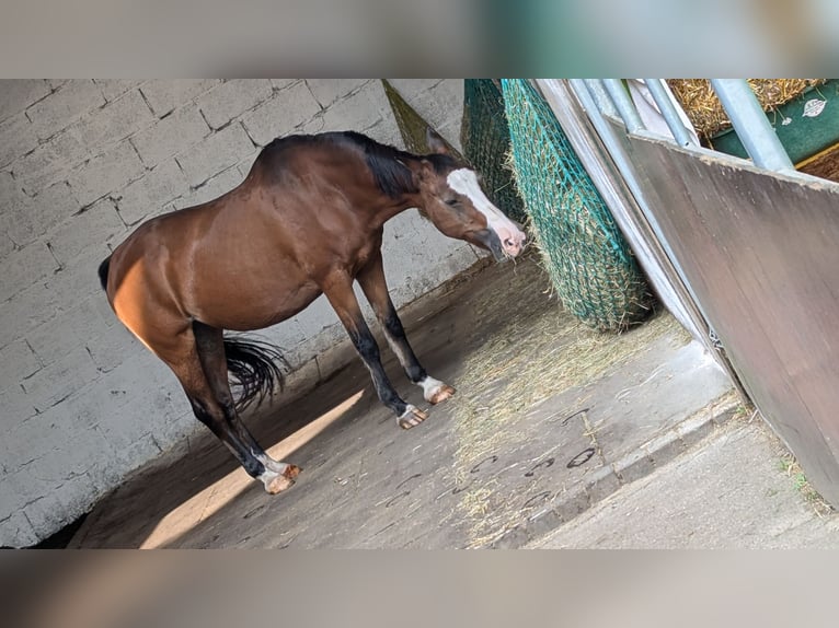 Poni alemán Yegua 24 años 146 cm Castaño claro in Solingen