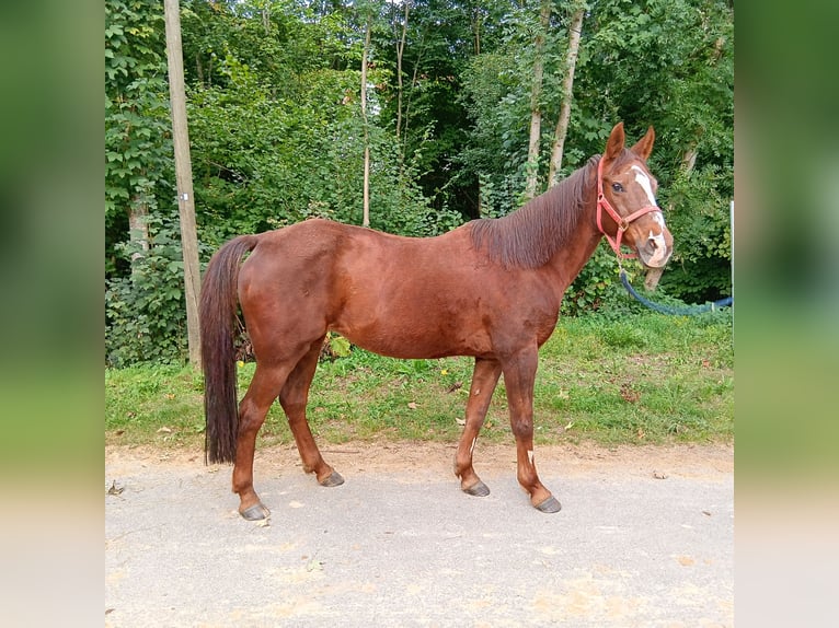 Poni alemán Yegua 27 años 147 cm Alazán in Waldstetten