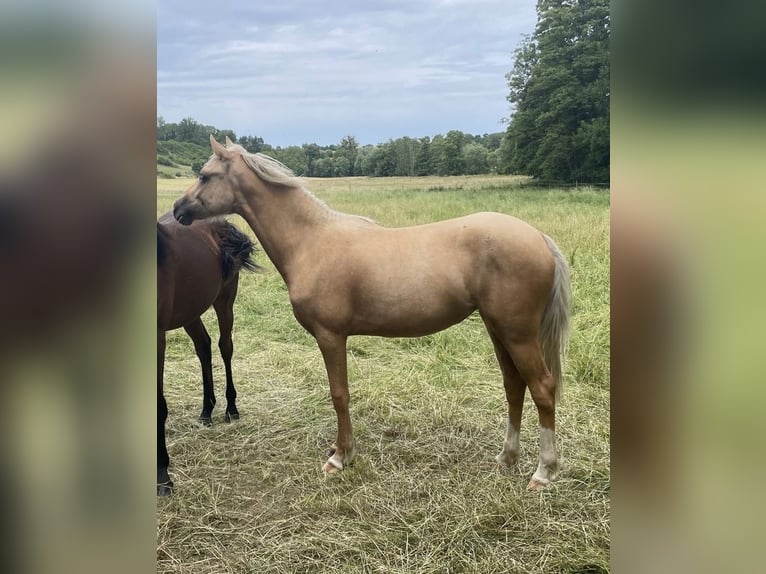 Poni alemán Yegua 2 años 140 cm Palomino in Bitburg