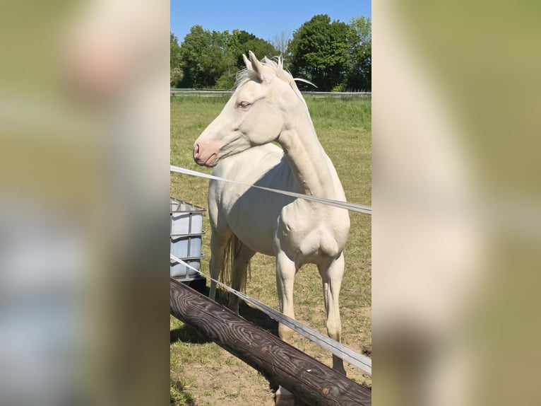 Poni alemán Yegua 2 años 144 cm Cremello in Weilerswist