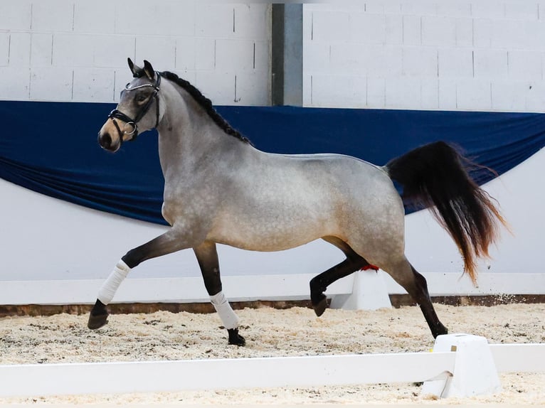 Poni alemán Yegua 2 años 145 cm Bayo in Marsberg