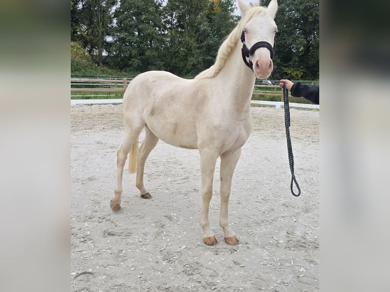Poni alemán Yegua 2 años 145 cm Cremello in Swisttal