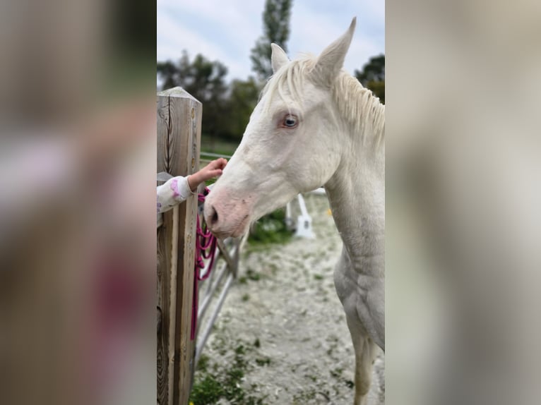 Poni alemán Yegua 2 años 145 cm Cremello in Swisttal