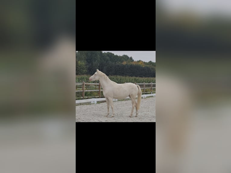 Poni alemán Yegua 2 años 145 cm Cremello in Swisttal