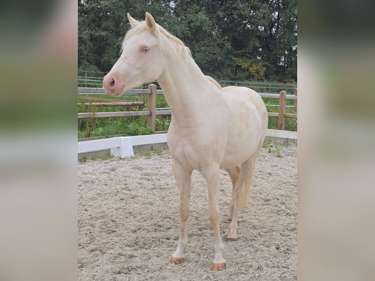 Poni alemán Yegua 2 años 145 cm Cremello in Swisttal