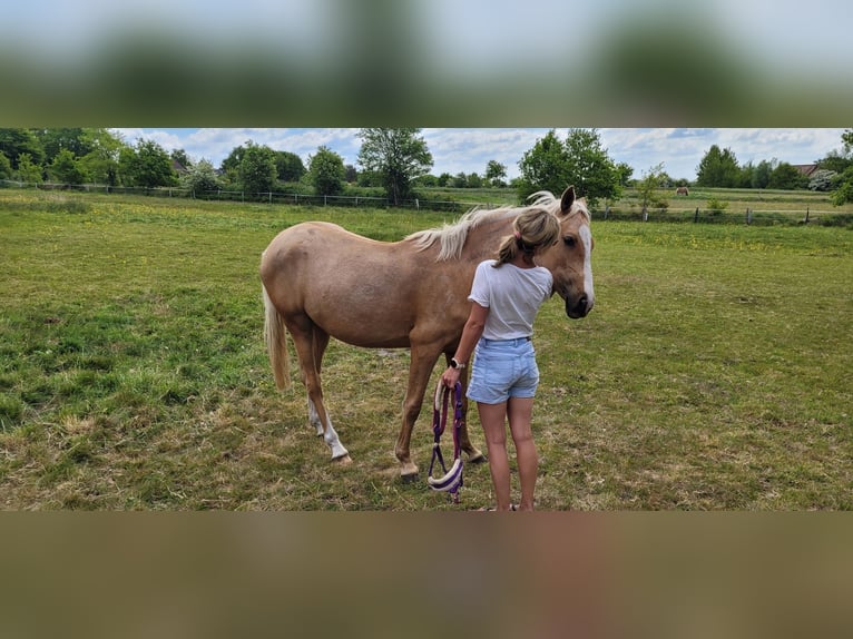 Poni alemán Yegua 2 años 145 cm Palomino in Husum