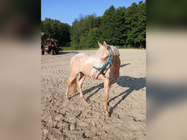 Poni alemán Yegua 2 años 148 cm Cremello in Johanniskirchen