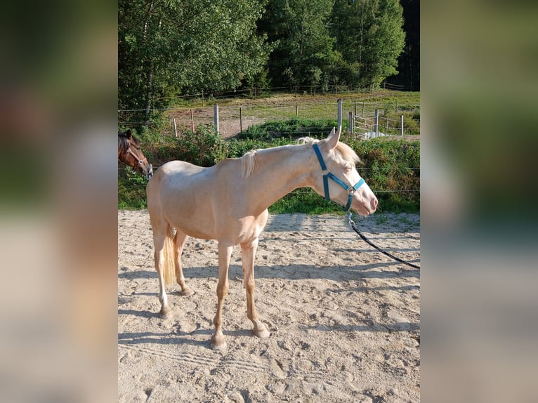 Poni alemán Yegua 2 años 148 cm Cremello in Johanniskirchen