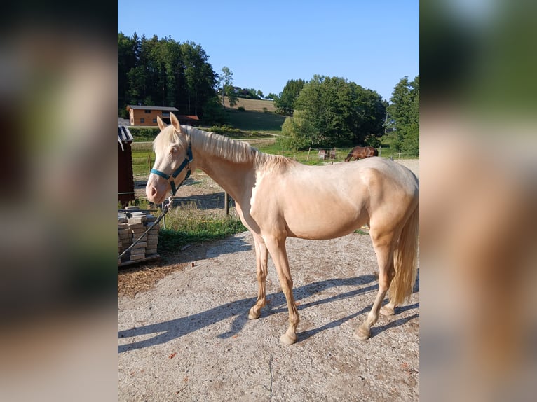 Poni alemán Yegua 2 años 148 cm Cremello in Johanniskirchen