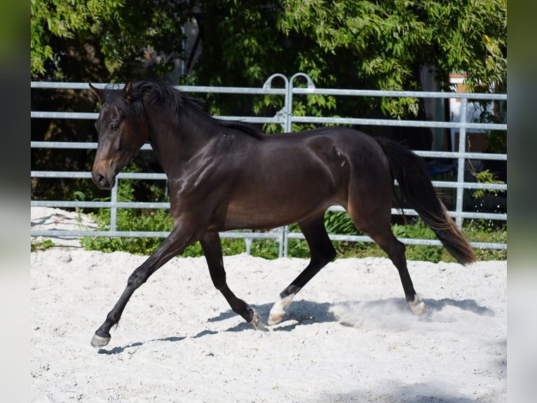 Poni alemán Yegua 2 años 149 cm Castaño oscuro in Gro&#xDF;p&#xF6;sna