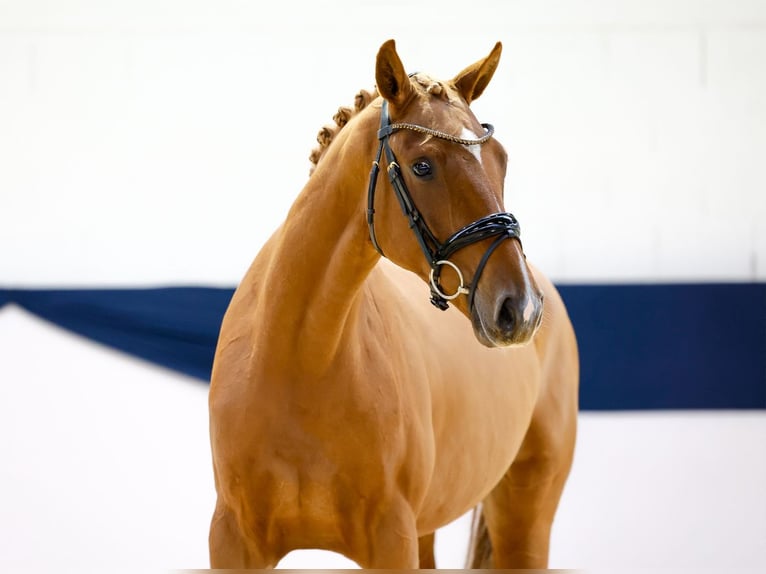 Poni alemán Yegua 2 años 157 cm Alazán-tostado in Marsberg