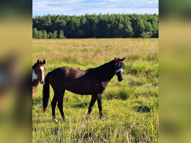 Poni alemán Mestizo Yegua 2 años 158 cm Morcillo in Greifswald