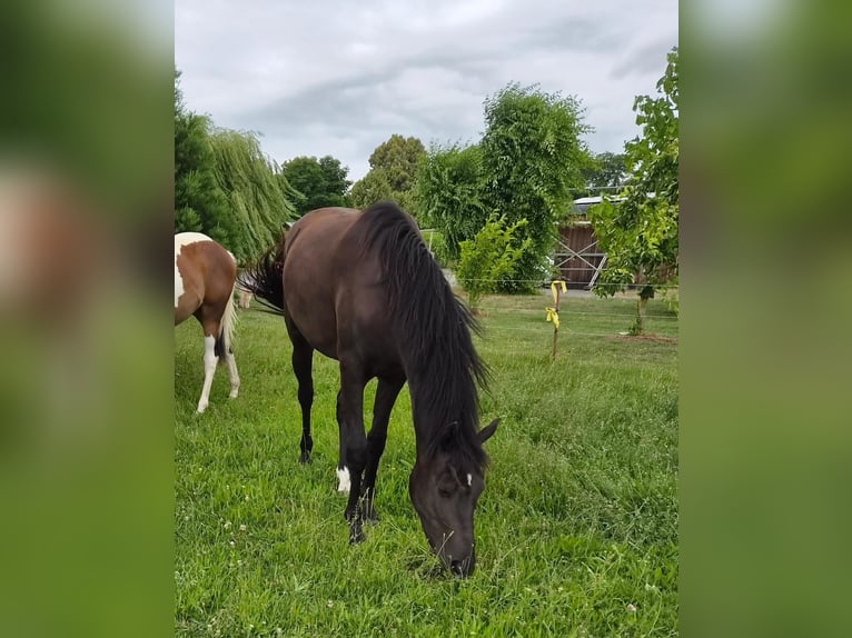 Poni alemán Mestizo Yegua 2 años 158 cm Morcillo in Greifswald