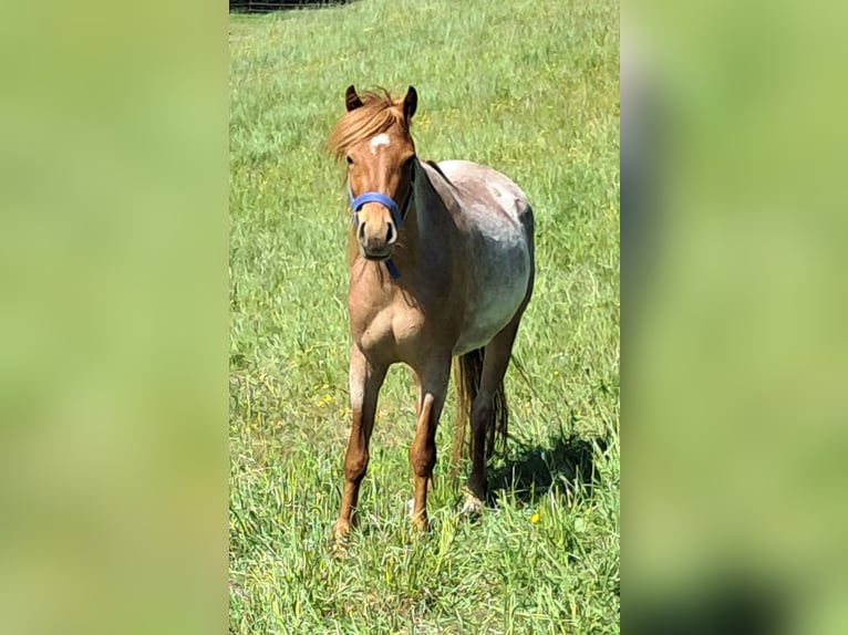 Poni alemán Yegua 3 años 125 cm Ruano alazán in Bayerbach