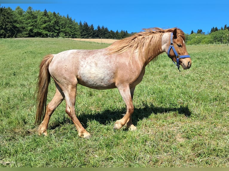 Poni alemán Yegua 3 años 125 cm Ruano alazán in Bayerbach