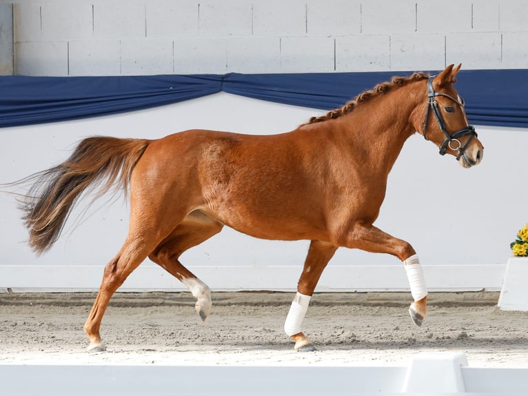 Poni alemán Yegua 3 años 133 cm Alazán in Marsberg