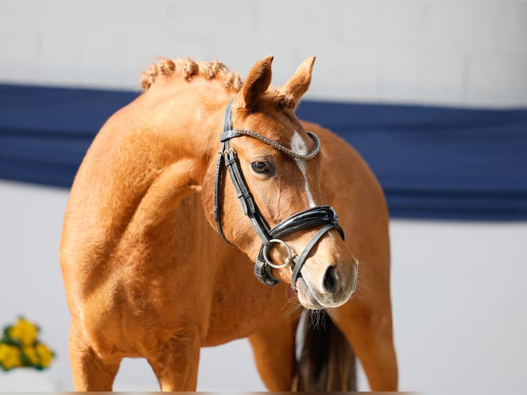 Poni alemán Yegua 3 años 135 cm Alazán in Marsberg