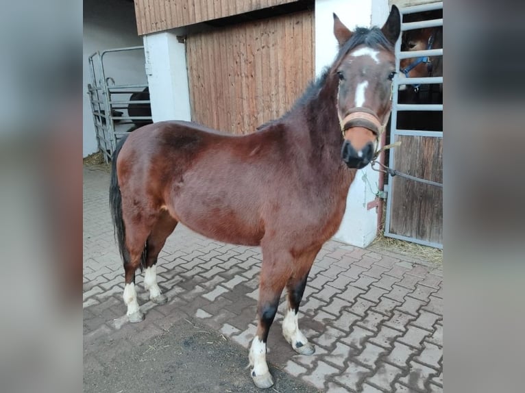 Poni alemán Yegua 3 años 135 cm Castaño in Langenweißbach