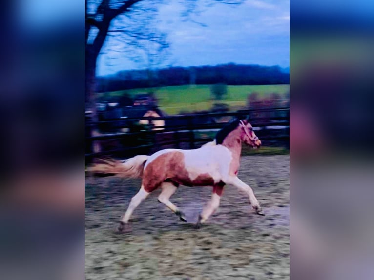 Poni alemán Mestizo Yegua 3 años 136 cm Buckskin/Bayo in Wiehl